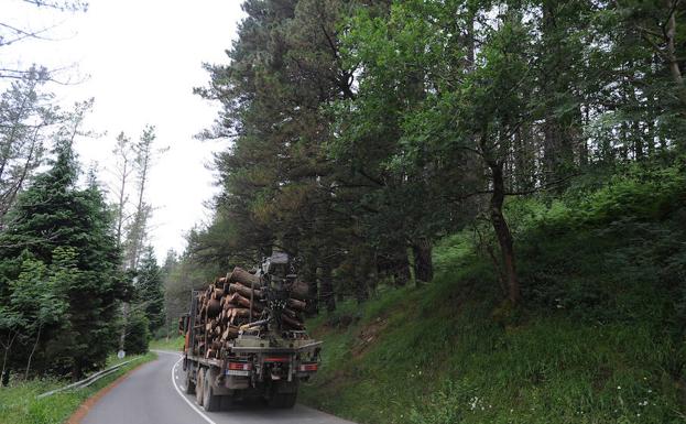 La Banda Marr N La Enfermedad Que Afecta A Los Pinos En Gipuzkoa El